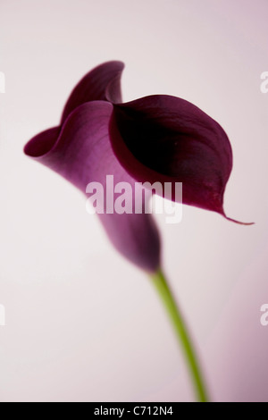 Zantedeschia Aethiopica, Arum Lilie, Calla Lilie, einzelne lila Blume auf einem weißen Hintergrund.