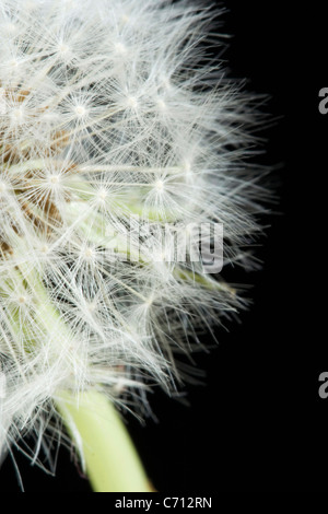 Taraxacum Officinale, Löwenzahn Uhr, weißes Objekt, schwarzer Hintergrund Stockfoto