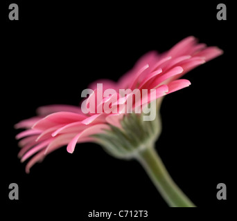 Gerbera, rosa Blume Motiv, schwarzer Hintergrund Stockfoto