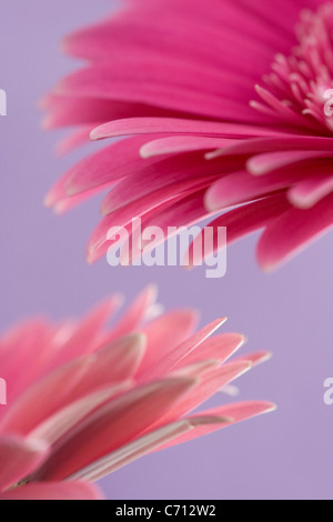 Gerbera, rosa Blume Blütenblätter Subjekt, lila Hintergrund Stockfoto