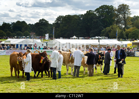 Preisverleihung für die besten Rinder in Show auf der 2011 Aylsham Agricultural Show, Norfolk, Großbritannien. Stockfoto