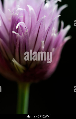 Allium Schoenoprasum Schnittlauch, einziges lila Kraut Blume Motiv, schwarzer Hintergrund Stockfoto