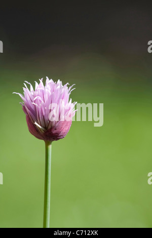 Allium Schoenoprasum Schnittlauch, einziges lila Kraut Blume Motiv, grünem Hintergrund Stockfoto