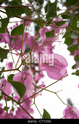Bougainvillea, rosa Blume Motiv, Stockfoto
