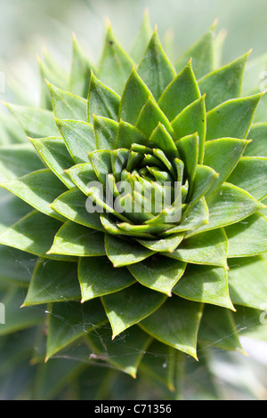 Sempervivum, Hauswurz, Grün Evergreen saftige Pflanze betrifft, Stockfoto