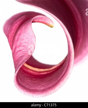 Lilium, Lily, rosa Blume Blütenblatt Thema, weißer Hintergrund Stockfoto