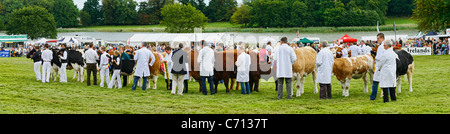 Panoramasicht auf die Preisträger für das Vieh auf der Aylsham Agricultural Show 2011, Norfolk, Großbritannien. Stockfoto