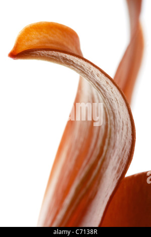 Lilium, Lily, Orange gelbe Blume Blütenblätter Thema, weißer Hintergrund Stockfoto