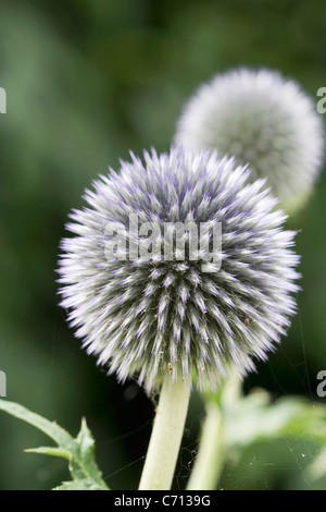 Echinops, Globe Thistle, lila blaue Blume Motiv, Stockfoto