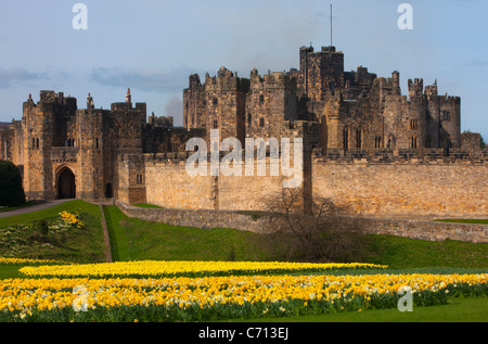 Alnwick Castle, Northumberland, im Frühling mit Narzissen Stockfoto