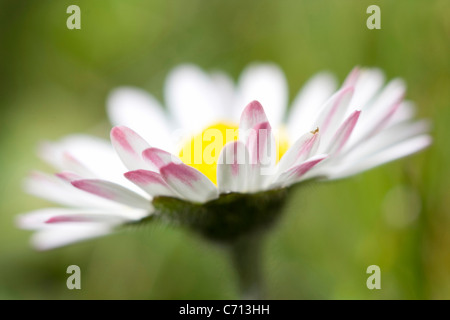 Bellis Perennis, Gänseblümchen Rasen, weiße Blume Thema, grünen Hintergrund Stockfoto
