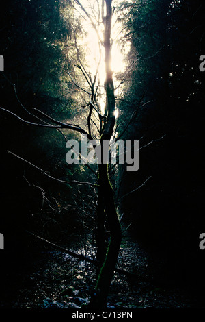 Baum im Wald, schwarzen Gegenstand, Stockfoto