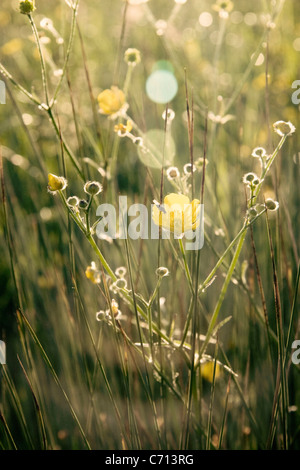 Ranunculus Acris, Hahnenfuß, gelbe Blume Motiv, Stockfoto