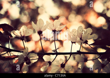 Prunus, Kirsche, rosa Blume Blüte Baum Zweig Thema, Stockfoto