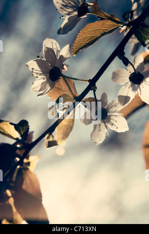 Prunus, Kirsche, rosa Blume Blüte Baum Zweig Thema, Stockfoto