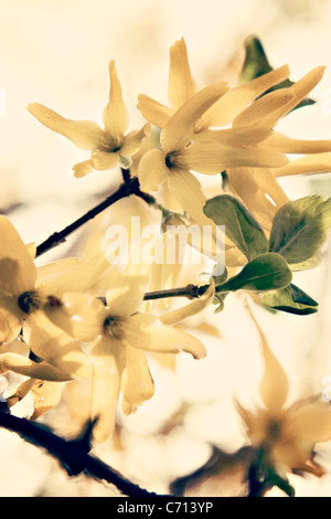 Forsythien, gelbe Blume Motiv, Stockfoto