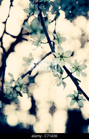 Prunus Spinosa, Schlehe, Schlehe, weiße Blume Blüte betrifft, Stockfoto