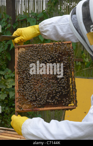 Imker, die Inspektion des Bienenkorbes Stockfoto