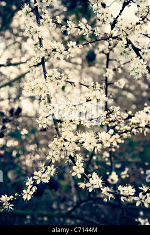 Prunus Spinosa, Schlehe, Schlehe, weiße Blume Blüte betrifft, Stockfoto