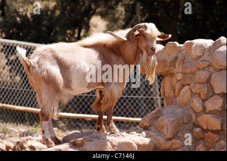 Bärtige ZIEGENFARM TIER IN SPANIEN Stockfoto