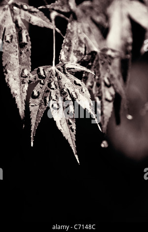 Acer Palmatum, japanischer Ahornblatt mit Feuchtigkeit Wassertropfen, schwarz & weiß, Stockfoto