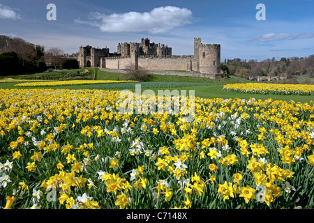 Alnwick Castle, Northumberland, im Frühling mit Narzissen Stockfoto