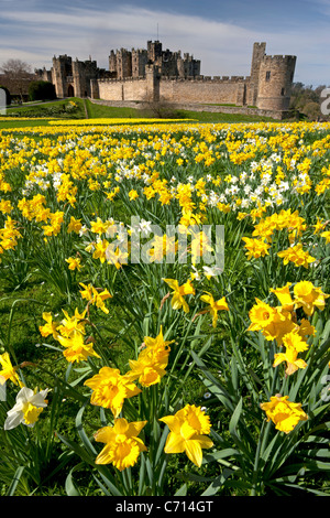 Alnwick Castle, Northumberland, im Frühling mit Narzissen Stockfoto