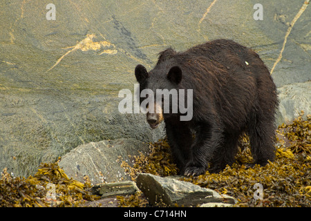 Amerikanischer Schwarzbär Essen Seepocken und Seetang, Granit Felsen, Frederick Sound, Alaska Stockfoto