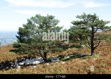 Schafe schützen sich vor der Sonne im Schatten der Bäume (Frankreich). Brebis Se Protégeant du Soleil À l'abri des arbres Stockfoto