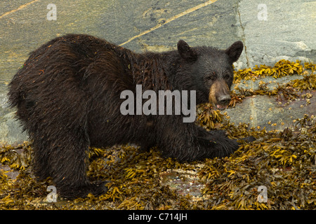 Amerikanischer Schwarzbär Essen Seepocken und Seetang, Granit Felsen, Frederick Sound, Alaska Stockfoto