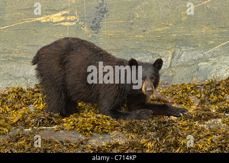 Amerikanischer Schwarzbär Essen Seepocken und Seetang, Granit Felsen, Frederick Sound, Alaska Stockfoto