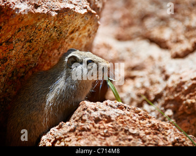 junge Rock Hyrax, Procavia Capensis, zwischen Felsen, Namibia, Afrika Stockfoto