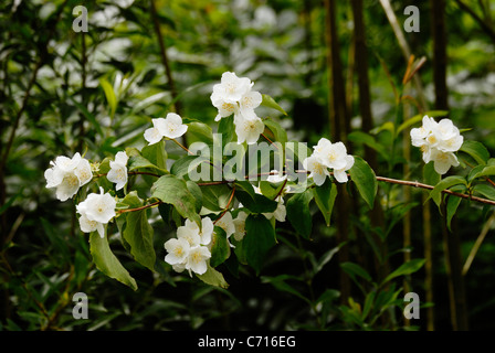 Philadelphus Coronarius, Mock Orange Blüten. Stockfoto