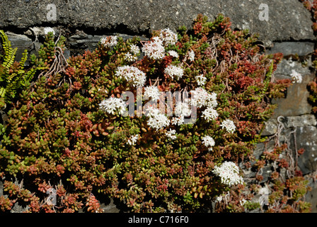 Sedum Album, White Stonecrop Growing in a Garden Wall, Wales, UK. Stockfoto