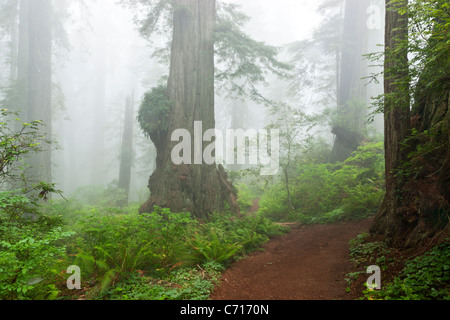 Redwood-Wald in Nebel gehüllt, Stockfoto