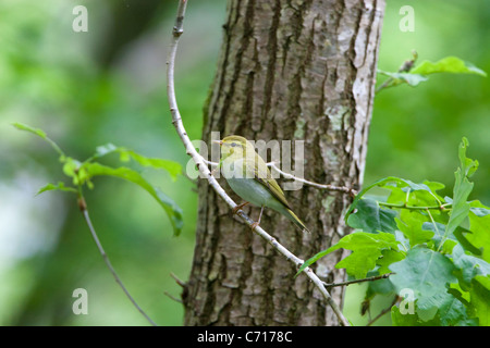 Phylloscopus Sibilatrix - Wood warbler Stockfoto