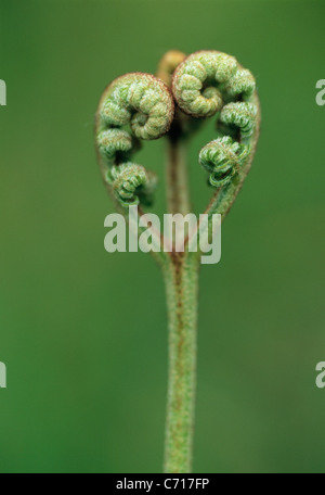 Pteridium Aquilinum, Farn, Bracken Blatt Wedel keimhaft, grünes Thema, grüner Hintergrund Stockfoto