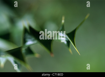 Ilex Aquifolium, Stechpalme Blatt, stacheligen grünen Thema Stockfoto