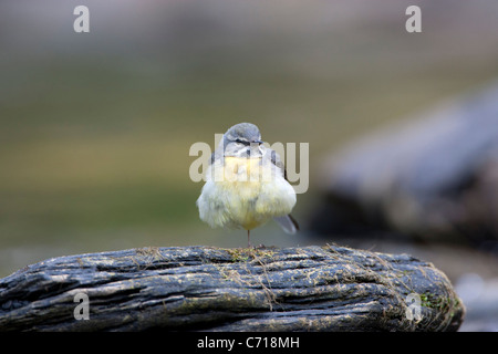 Motacillia Cinerea - graue Bachstelze auf Hochland Stream in Wales, UK Stockfoto