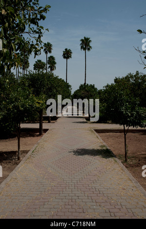 Koutoubia Gärten, Marrakesch, Marokko. Stockfoto
