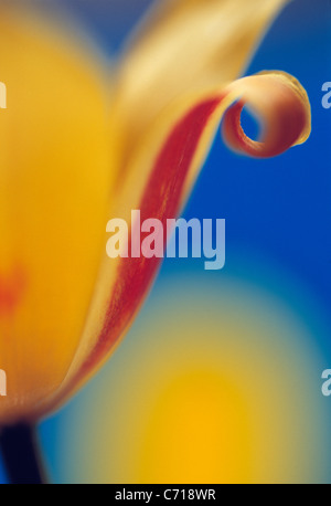 Tulipa, Tulpe, gelbe Blume Motiv, blauer Hintergrund Stockfoto