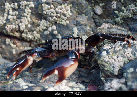 die erste marmoriert Rock Crab in Cornwall aufgezeichnet werden Stockfoto