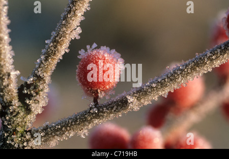 Ilex Verticillata, Beeren Holly in Frost auf Ast, rote Thema, Stockfoto