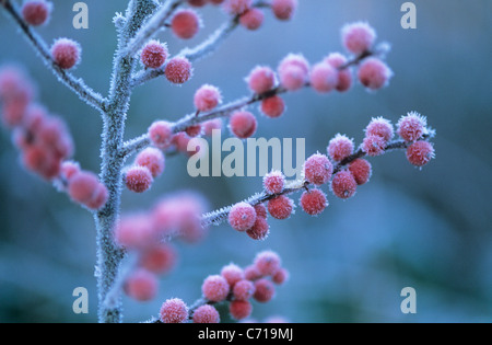 Ilex Verticillata, Beeren Holly in Frost auf Ast, rote Thema, Stockfoto