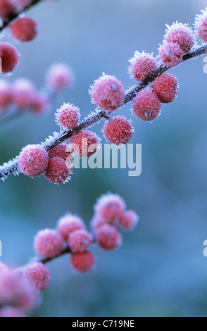 Ilex Verticillata, Beeren Holly in Frost auf Ast, rote Thema, Stockfoto