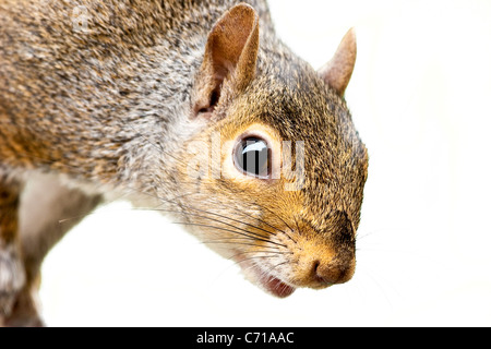 Nahaufnahme eines grauen Eichhörnchen Kopf und Schultern isolierten weißen Hintergrund Stockfoto