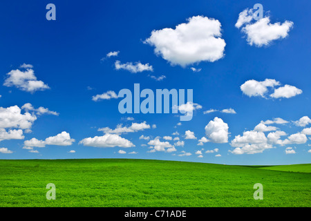 Üppige grüne Linsen und Weizen Felder unter blauem Himmel in Saskatchewan Prärien Kanadas Stockfoto