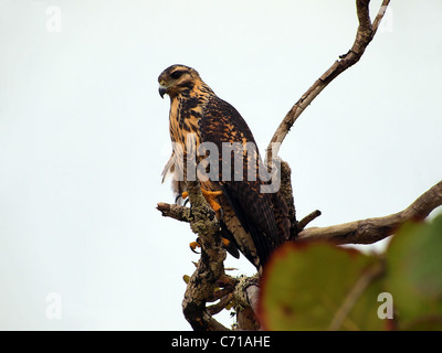 Jungen gemeinsamen Black-Hawk Buteogallus Anthracinus in einem Ast, Karibikküste Costa Rica Stockfoto