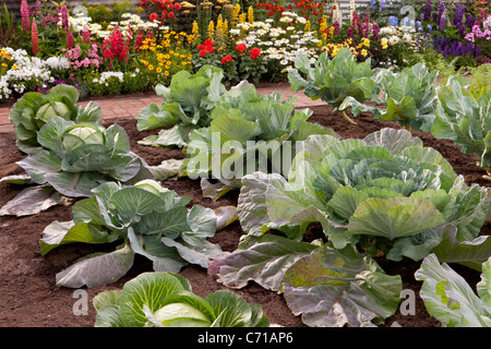 Kleine Küche Gemüsegarten Gemüse Patch-Anbau Kleinkorn mit Kohl wächst in Reihen Sommer mit Blumenrand für Bestäuber - Sommer UK Stockfoto