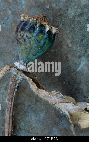 Papaver Orientale, Oriental Poppy seed Kopf, braun Thema, braunen Hintergrund Stockfoto